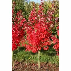 Acer rubrum 'Brandywine' | Red Maple Tree | 12L Pot | 150-180cm | By Frank P Matthews