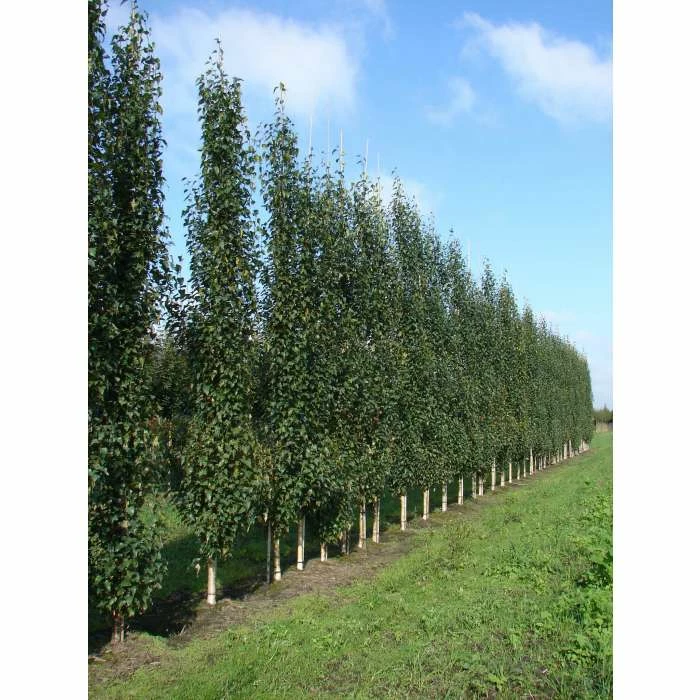 Betula pendula 'Fastigiata Joes' (PBR) | Upright Birch Tree | 12L Pot | 150-180cm | By Frank P Matthews - Image 3