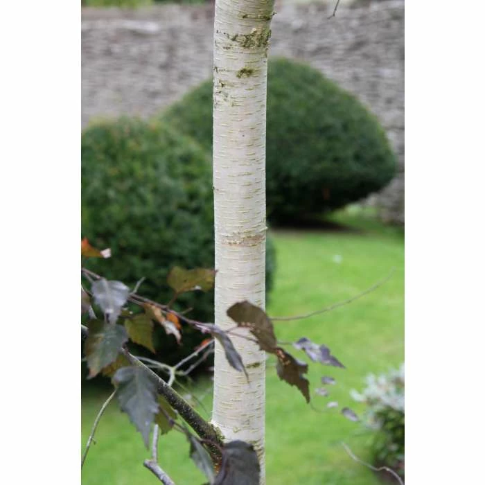 Betula 'Royal Frost' | Purple Birch Tree | 12L Pot | 150-180cm | By Frank P Matthews - Image 2