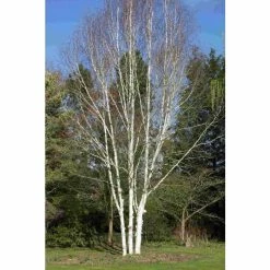 Himalayan Birch | Betula Utilis Var Jacquemontii 'Snow Queen'