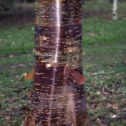 Betula utilis ‘Wakehurst Place Chocolate’ | Himalayan Birch Tree | 12L Pot | 150-180cm | By Frank P Matthews
