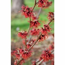 Hamamelis × intermedia 'Diane' | Red Witch Hazel Tree | 12L Pot | 120-150cm