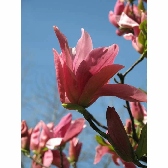 Magnolia ‘Daybreak’ | 12L Pot | 150-180cm