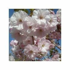 Prunus 'Pink Champagne' | Cherry Blossom Tree | 12L Pot | 150-180cm | By Frank P Matthews