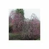 Prunus pendula 'Pendula Rubra' | Weeping Cherry Blossom Tree | 12L Pot | 150-180cm | By Frank P Matthews