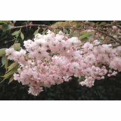 Prunus Pink Parasol | Cherry Blossom Tree | 12L Pot | 150-180cm | By Frank P Matthews