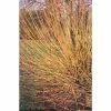 Salix alba 'Hutchinson's Yellow Bark' | Yellow Willow Tree | 12L Pot | 150-180cm | By Frank P Matthews