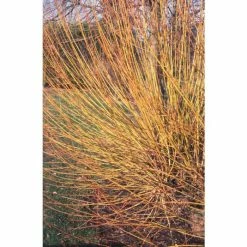 Salix alba 'Hutchinson's Yellow Bark' | Yellow Willow Tree | 12L Pot | 150-180cm | By Frank P Matthews