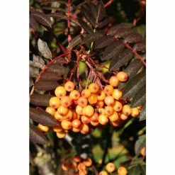 Sorbus ‘Amber Light’ | Rowan Tree | 12L Pot | 150-180cm | By Frank P Matthews