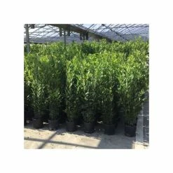 4ft Bay Bush | Laurus Nobilis | 10L Pot
