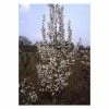 Prunus 'Snow Goose' | Cherry Blossom Tree