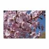 Prunus 'Jacqueline' | Cherry Blossom Tree | 12L Pot | 150-180cm | By Frank P Matthews