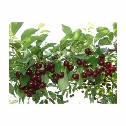 4ft 'Athos' Patio Cherry Tree | Gisela 5 Semi Dwarfing Rootstock | 11.5L Pot | By Frank P Matthews™