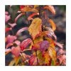 Parrotia persica 'Persian Spire' | Persian Ironwood Tree | 12L Pot | 150-180cm | By Frank P Matthews