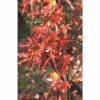 Liquidambar styraciflua 'Stared' | Sweet Gum Tree | 12L Pot | 150-180cm | By Frank P Matthews
