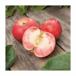 4ft 'Rosette' Patio Apple Tree | M27 Dwarfing Rootstock | 11.5L Pot | By Frank P Matthews™