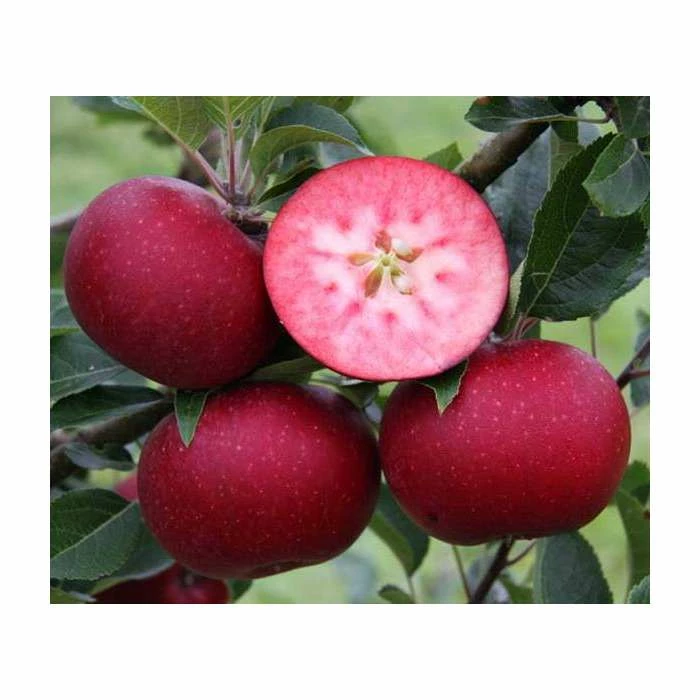 4ft 'Rosette' Patio Apple Tree | M27 Dwarfing Rootstock | 11.5L Pot | By Frank P Matthews™ - Image 2