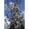 Prunus 'Sunset Boulevard' | Upright Cherry Blossom Tree | 12L Pot | 150-180cm | By Frank P Matthews