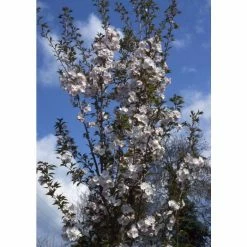 Prunus 'Sunset Boulevard' | Upright Cherry Blossom Tree | 12L Pot | 150-180cm | By Frank P Matthews