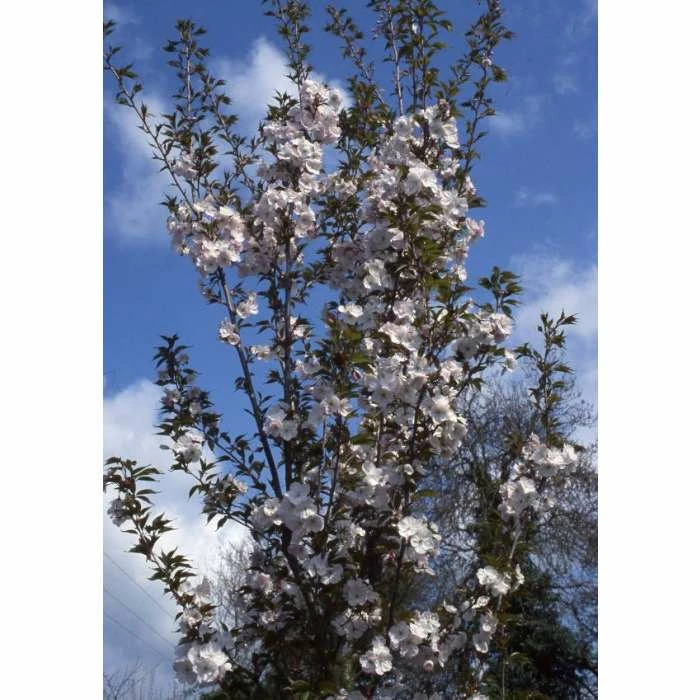 Prunus 'Sunset Boulevard' | Upright Cherry Blossom Tree | 12L Pot | 150-180cm | By Frank P Matthews