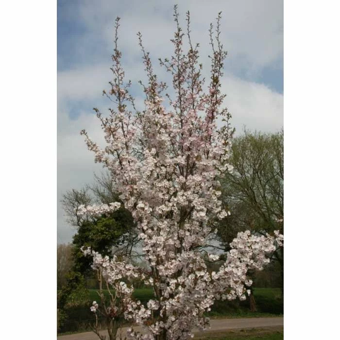 Prunus 'Sunset Boulevard' | Upright Cherry Blossom Tree | 12L Pot | 150-180cm | By Frank P Matthews - Image 2