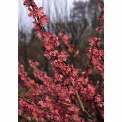 Prunus mume 'Beni-chidori' | Flowering Japanese Apricot Tree | 12L Pot | 150-180cm | By Frank P Matthews
