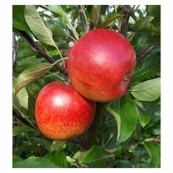 Malus 'Meridian' | Apple Tree