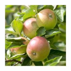 5ft 'Dabinett' Cider Apple Tree | MM106 Semi Vigorous Rootstock | 12L Pot | By Frank P Matthews™