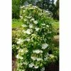 Viburnum plicatum Kilimanjaro | Flowering Viburnum Tree | 12L Pot | 120-150cm | By Frank P Matthews