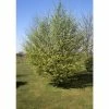 Carpinus Betulus | Common Hornbeam Tree | 12L Pot | 150-180cm | By Frank P Matthews