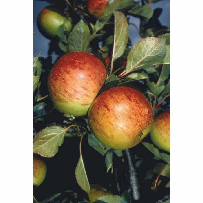 4ft 'Sunset' Patio Apple Tree | M27 Dwarfing Rootstock | 11.5L Pot | By Frank P Matthews™ - Image 2