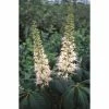Aesculus parviflora | Bottlebrush Buckeye | 12L Pot | 150-180cm | By Frank P Matthews