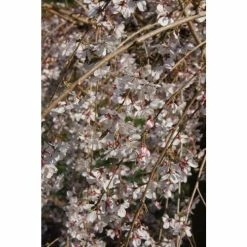 Prunus pendula 'Pendula Rubra' | Weeping Cherry Blossom Tree | 11.5L Pot | 120-160cm | By Frank P Matthews