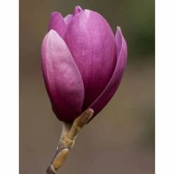 Magnolia 'Shirazz' | Purple Magnolia Tree | 12L Pot | 150-180cm | By Frank P Matthews