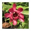 Calycanthus 'Aphrodite' | 12L Pot | 120-130cm | By Frank P Matthews
