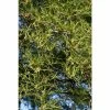 Alnus glutinosa 'Imperialis' | Alder Tree | 12L Pot | 150-180cm | By Frank P Matthews