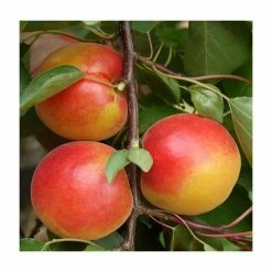 5ft 'Pink Marry' Apricot Tree | SJA Semi Vigorous Rootstock | 12L Pot | By Frank P Matthews™