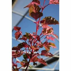 Acer 'Red Flamingo' | Maple Tree | 12L Pot | 150-180cm | By Frank P Matthews