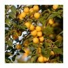 5ft 'Shepherds Bullace' Damson Tree | SJA Semi Vigorous Rootstock | 12L Pot | By Frank P Matthews™
