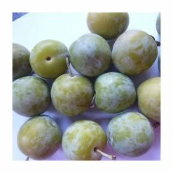 5ft 'Lindsey Gage' Tree | SJA Semi Vigorous Rootstock | 12L Pot | By Frank P Matthews™