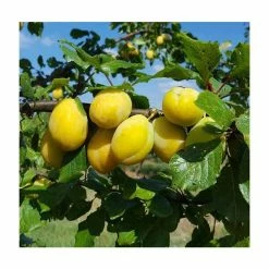 5ft 'Yellow Pershore' Plum Tree | VVA-1 Semi Dwarfing Rootstock | 12L Pot | By Frank P Matthews™