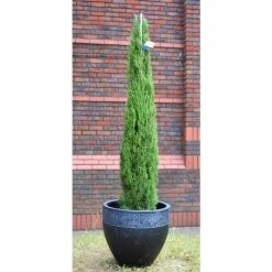 Cupressus sempervirens 'Totem Pole' | Italian Cypress | 10L Pot | 90-120cm