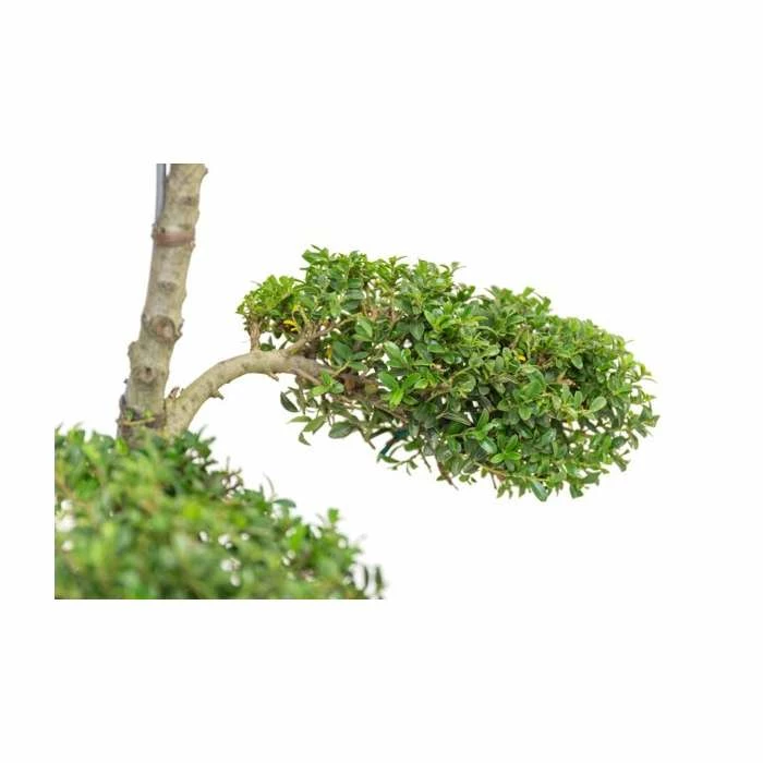 Ilex crenata Topiary Cloud Tree | Japanese Holly | 120-150cm - Image 3