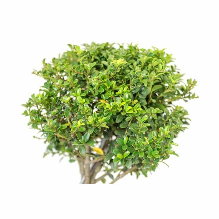Ilex crenata Topiary Cloud Tree | Japanese Holly | 120-150cm - Image 5