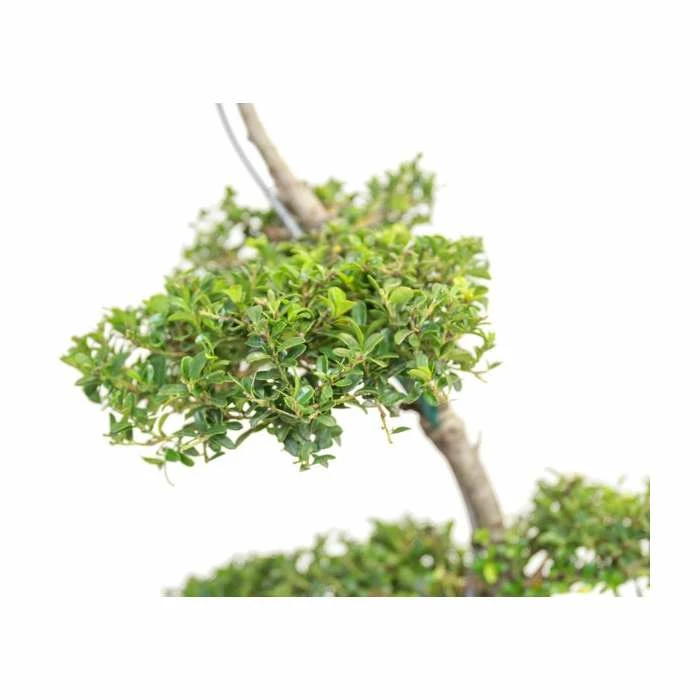 Ilex crenata Topiary Cloud Tree | Japanese Holly | 120-150cm - Image 7