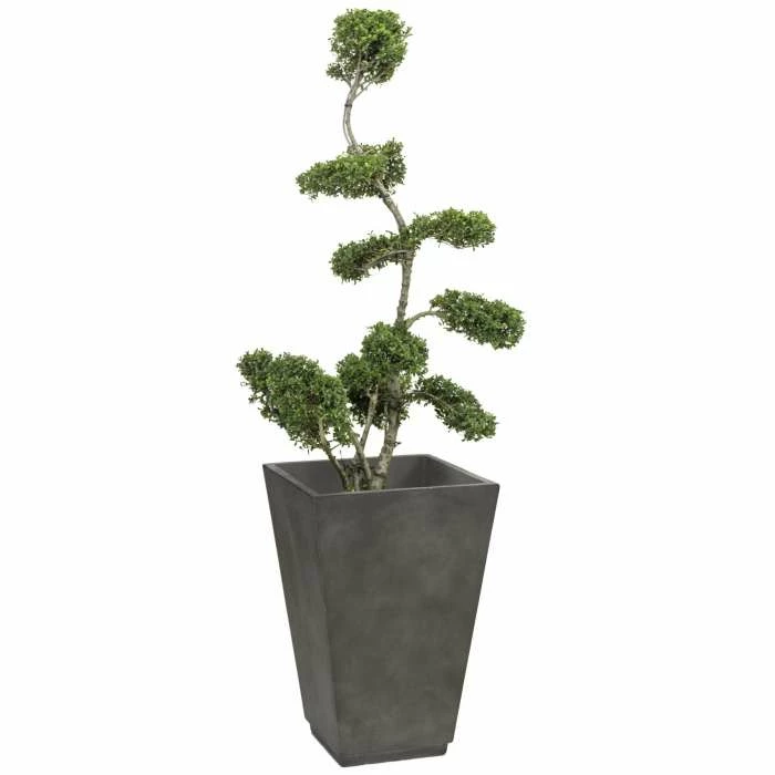 Ilex crenata Topiary Cloud Tree | Japanese Holly | 120-150cm - Image 2