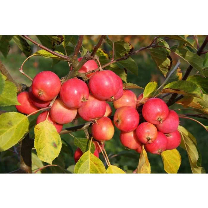Malus 'Jelly King' | Crabapple Tree