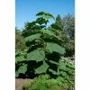 Paulownia tomentosa | Fox Glove Tree | 9L Pot | 120-150cm