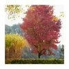 Liquidambar styraciflua 'Lane Roberts' | Sweet Gum Tree | 9L Pot | 120-150cm