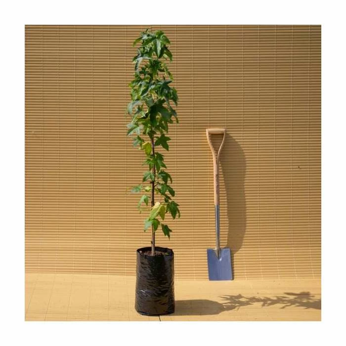 Liquidambar styraciflua 'Lane Roberts' | Sweet Gum Tree | 9L Pot | 120-150cm - Image 2